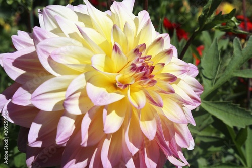 Fototapeta Naklejka Na Ścianę i Meble -  Beautiful Dahlia flowers blooming in a garden