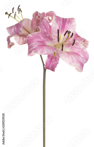 Fototapeta Naklejka Na Ścianę i Meble -  lily flower isolated