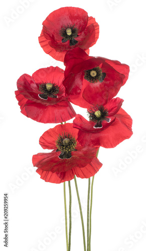 poppy flower isolated