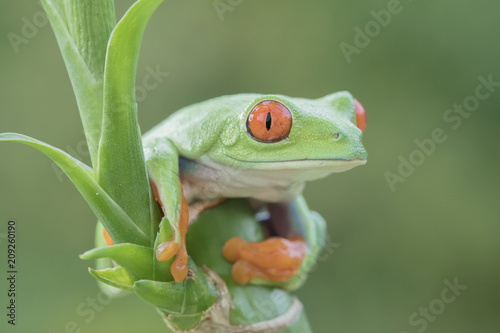 Red-eyed Tree frog (Agalychnis callidryas) in Rainforest