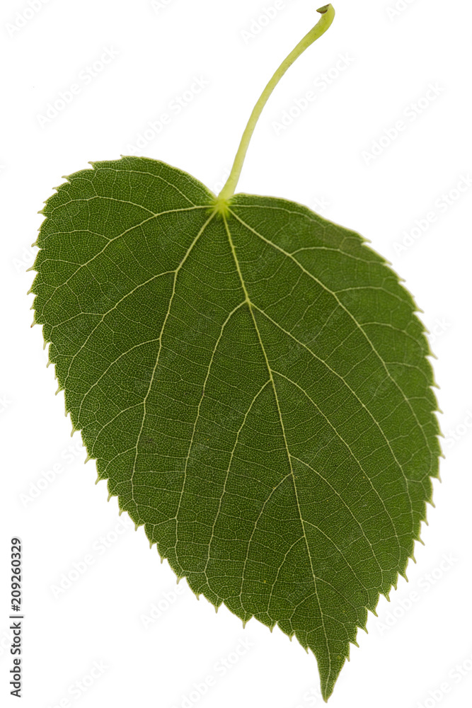 Fototapeta premium Leaf of linden, isolated on white background