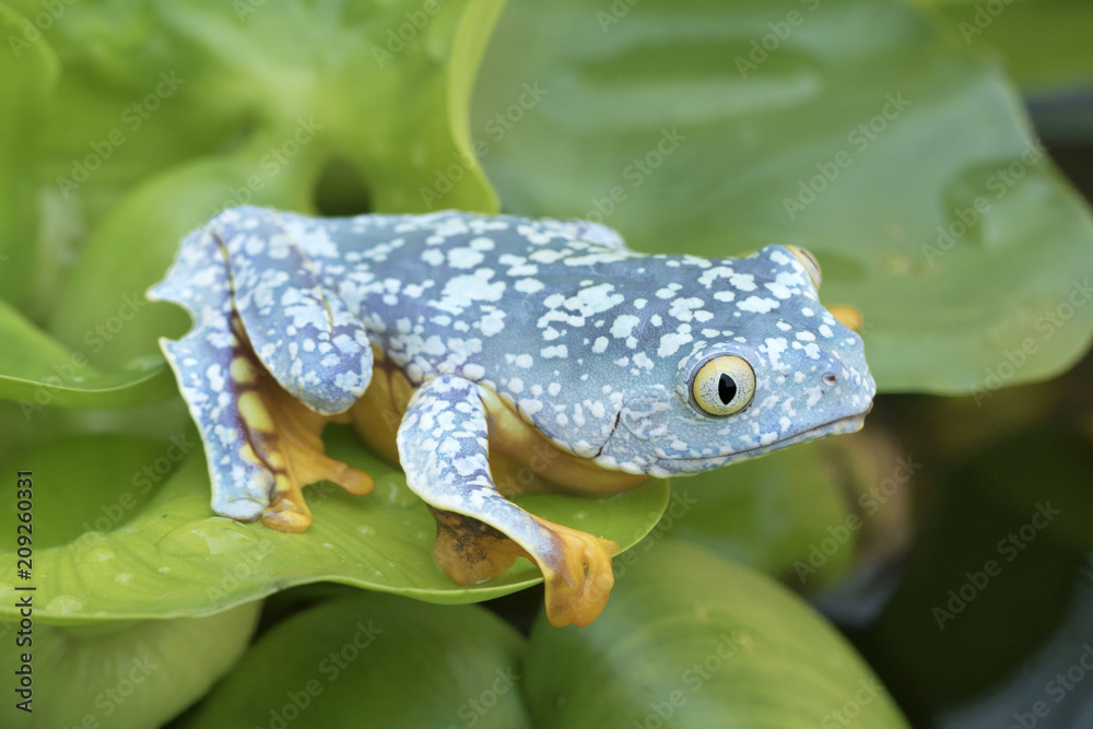 Amazon Leaf Frog / Fringe Tree Frog (Cruziohyla craspedopus) in