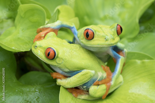 Two Red-eyed Tree frogs (Agalychnis callidryas) holding each other