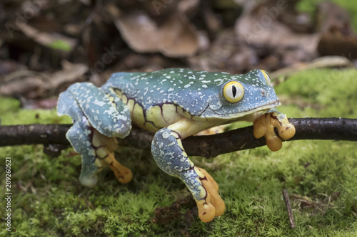 Amazon Leaf Frog / Fringe Tree Frog (Cruziohyla craspedopus) in Rainforest photo