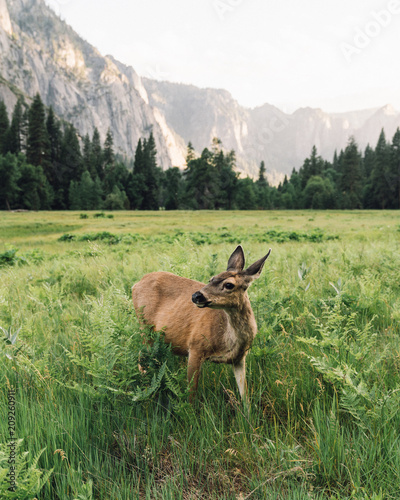 Wild Deer in Yosemite National Park