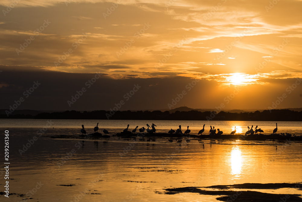 Fototapeta premium Pelicans Silhoutted At Sunset on Tuggerah Lake, NSW, Australia