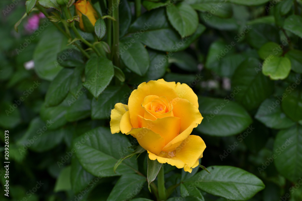 Closeup of beautiful yellow rose after the rain. soft focus. Closeup of beautiful yellow rose after the rain. soft focus.