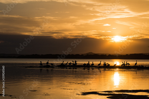 Pelicans Silhoutted At Sunset on Tuggerah Lake, NSW, Australia photo
