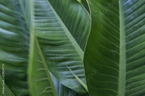 Big green tropical leaf texture horizontal, natural