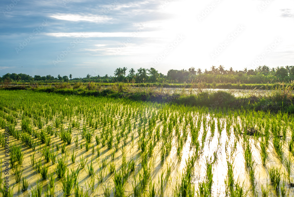 Paddy field cultivation Paddy field cultivation