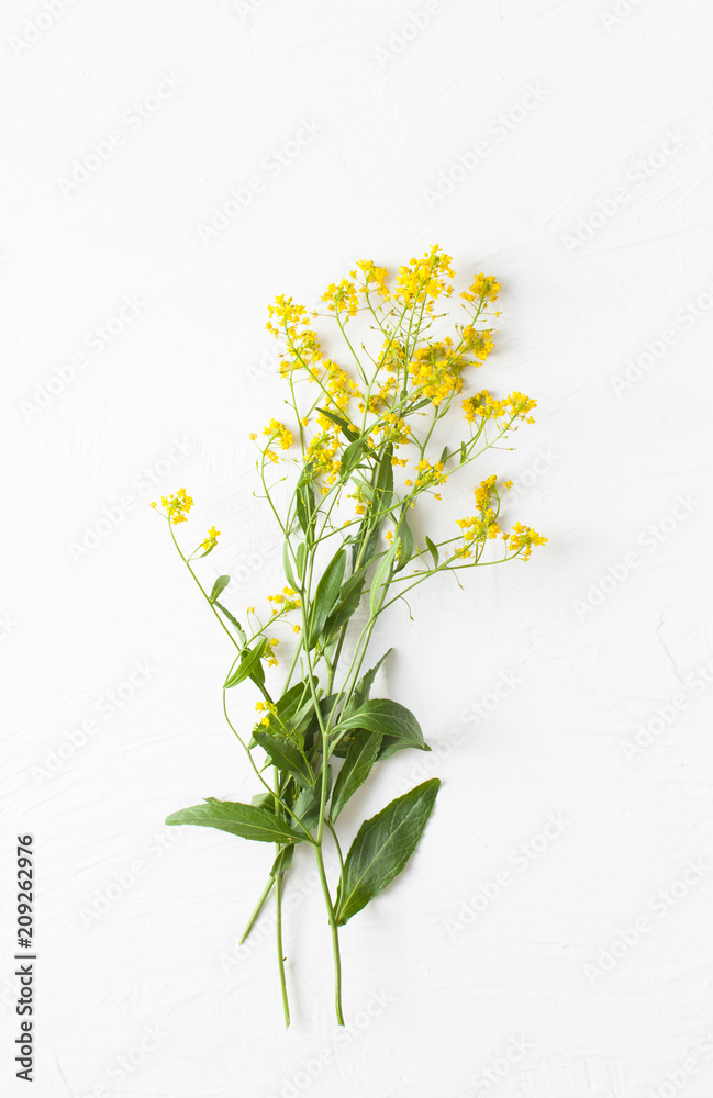 Twigs of winter cress with flowers on white concrete background