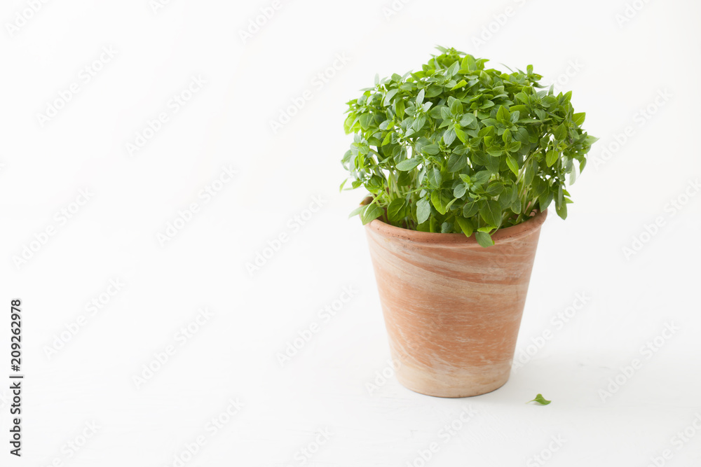 Green Basil Bush in a pot on white. Place for text.