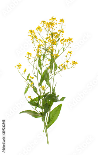 Sprig of winter cress isolated on white