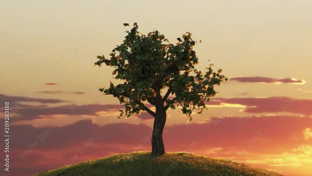 Tree growing on a hill