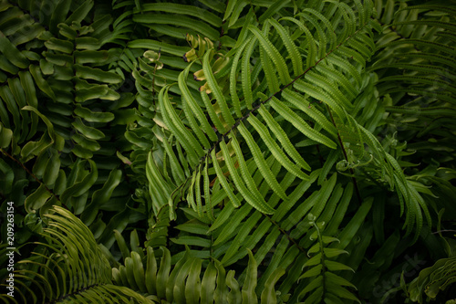 Beautiful fern leaves  green foliage  natural floral fern background in sunlight. View from above. Close up