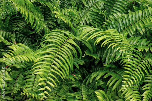 Beautiful fern leaves  green foliage  natural floral fern background in sunlight. View from above. Close up