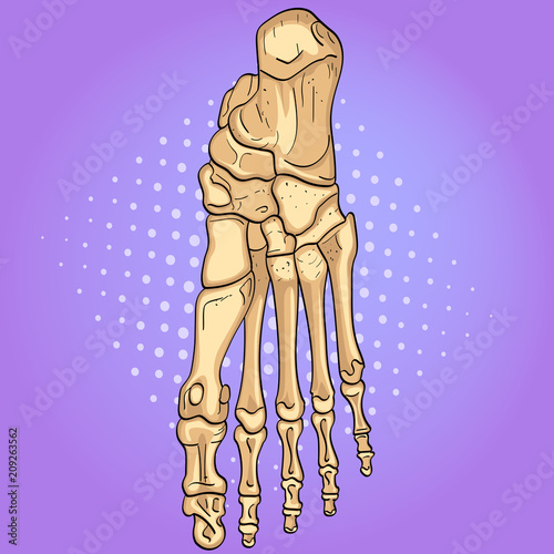Pop art background. Bones of the foot with main parts labeled. From above, lateral and medial views. Vector