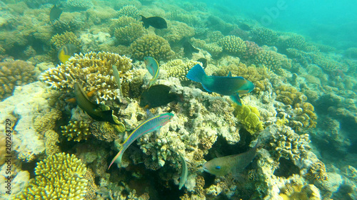 Fish of the Red Sea. Multicolored fish swim over the corals
