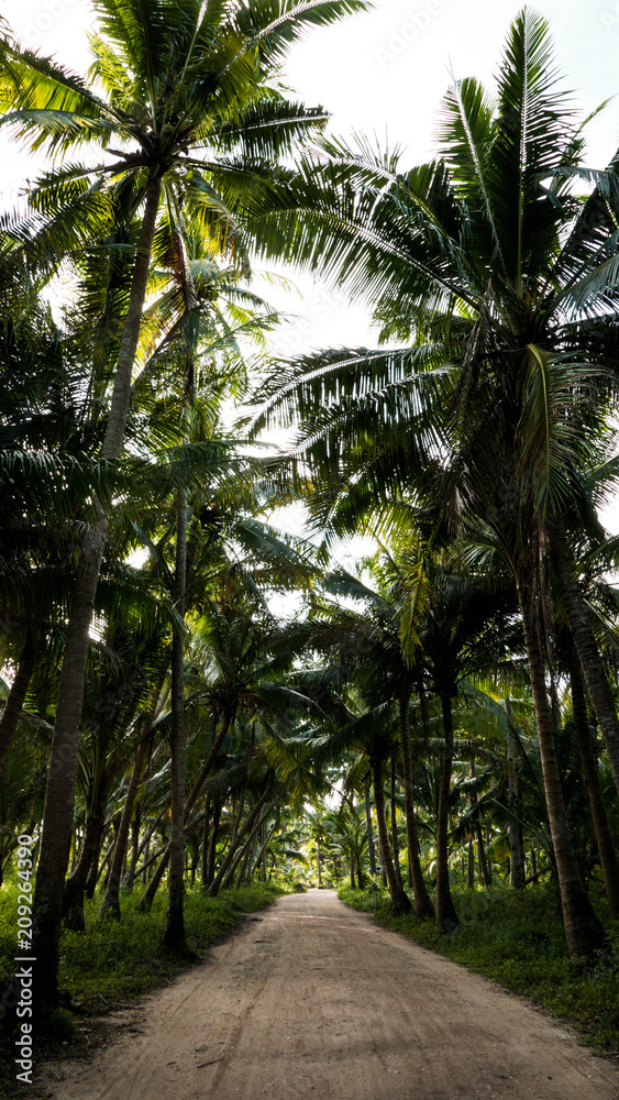 Obraz premium jungle road