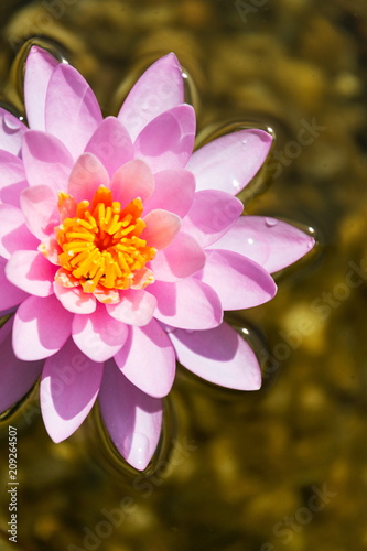 Beautiful pink water lily bloom detail  plants used at natural swimming pool for filtering water without chemicals  top view flat lay composition  relaxation and meditation concept