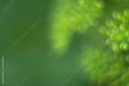 blurred green natural background