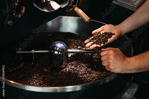 Hands of a men holding a fresh roasted bean above a metal drum full of coffee beans photo