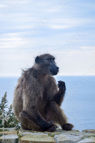 Baboon sitting on stone wall, ocean on backgroung, cape of good hope, south africa.