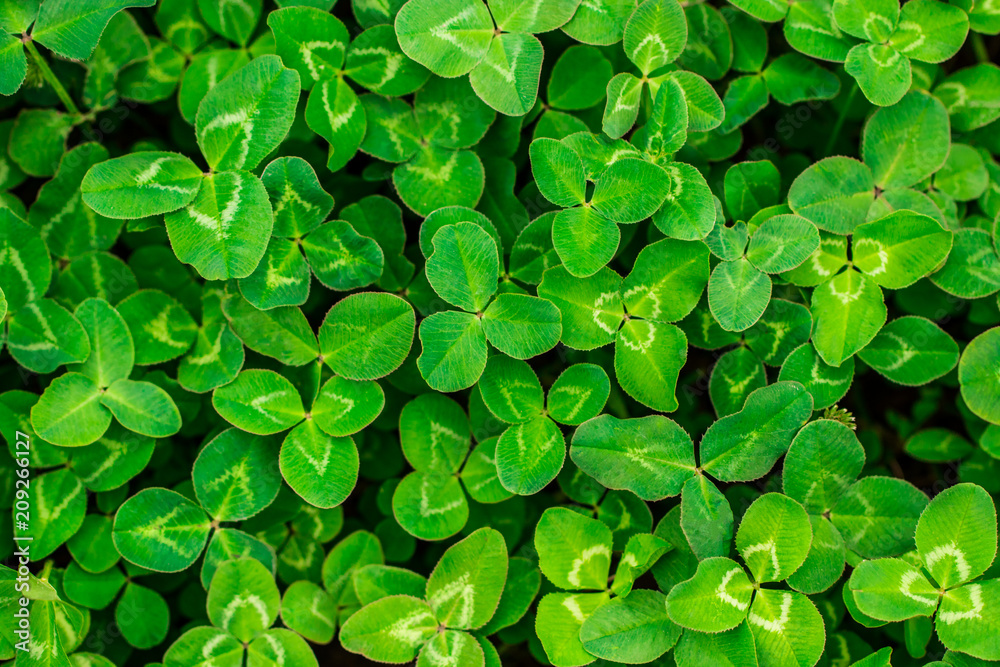 A field of green clover. The natural background concept A field of green clover. The natural background concept