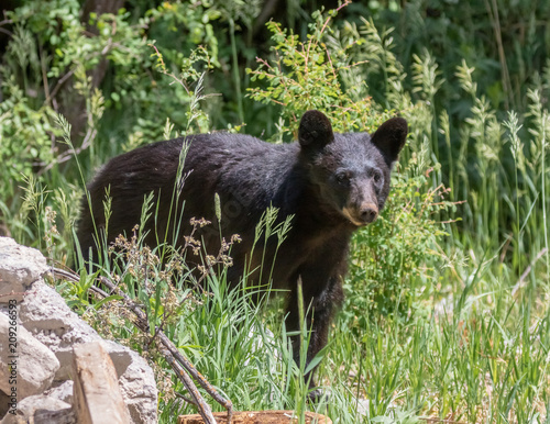American black bear near Capulin Spring in Cibola National Forest  Sandia Mountains  New Mexico