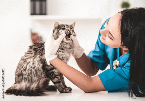 Young veterinarian woman in vet clinic