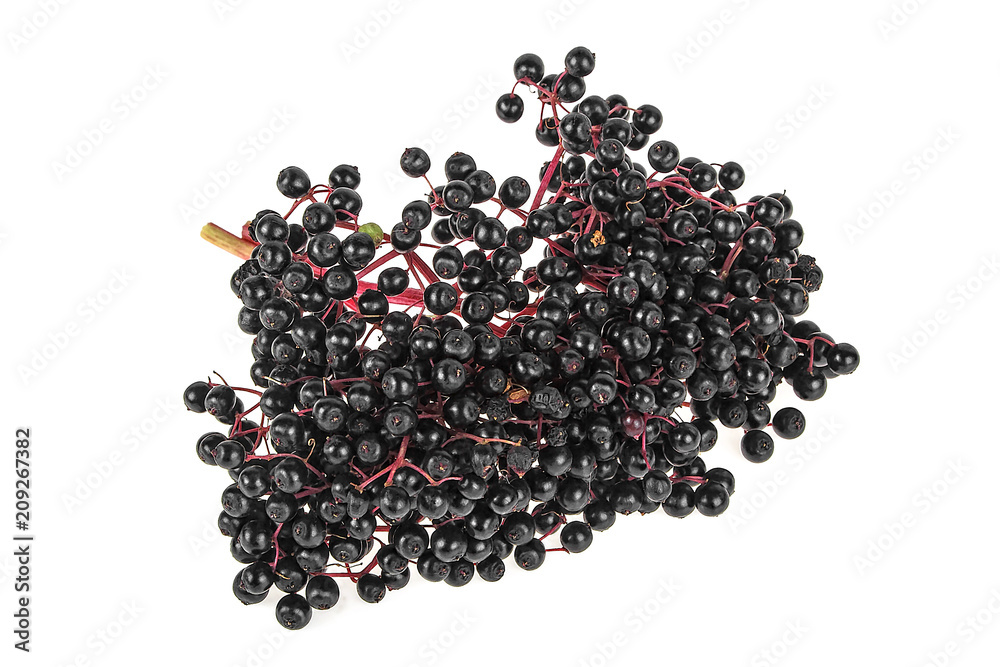 Elderberry branch isolated on a white background Elderberry branch isolated on a white background