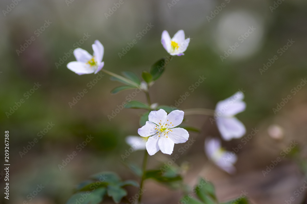 Rue Leaved Isopyrum springtime flower, group of white flowering plants in the forest Rue Leaved Isopyrum springtime flower, group of white flowering plants in the forest