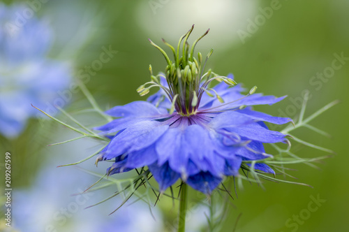 Nigella damascena early summer flowering plant with different shades of blue flowers on small green shrub, ornamental garden