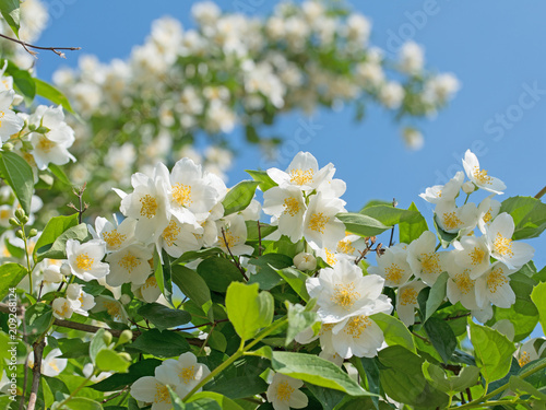 Blühender Pfeifenstrauch, Philadelphus coronarius photo