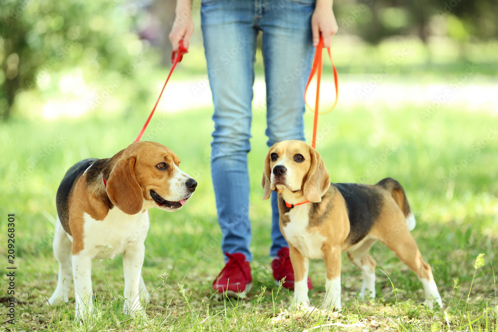 Woman walking with beagle dogs in the park