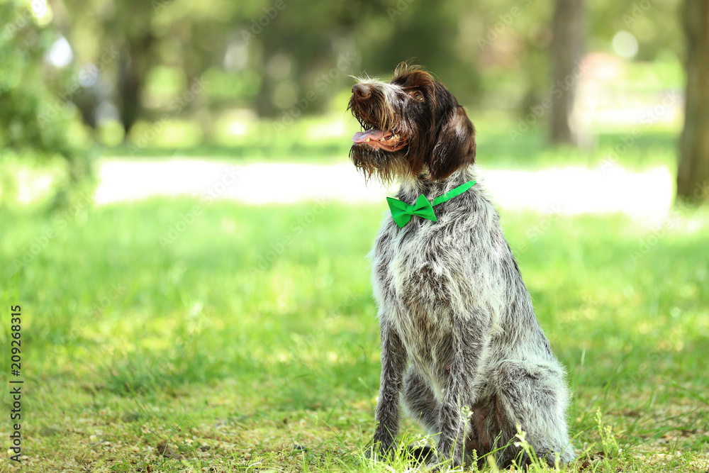 German pointer dog with bow tie in the park German pointer dog with bow tie in the park