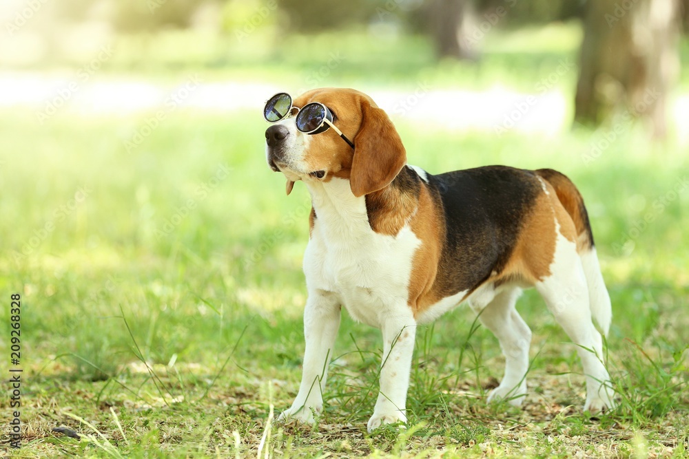Beagle dog with sunglasses standing in the park