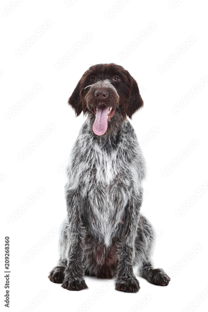 German pointer dog isolated on white background