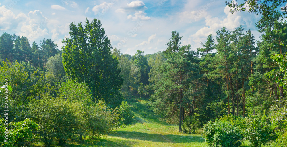Natural forest with coniferous and deciduous trees, meadow and footpaths. Summer. Wide photo.