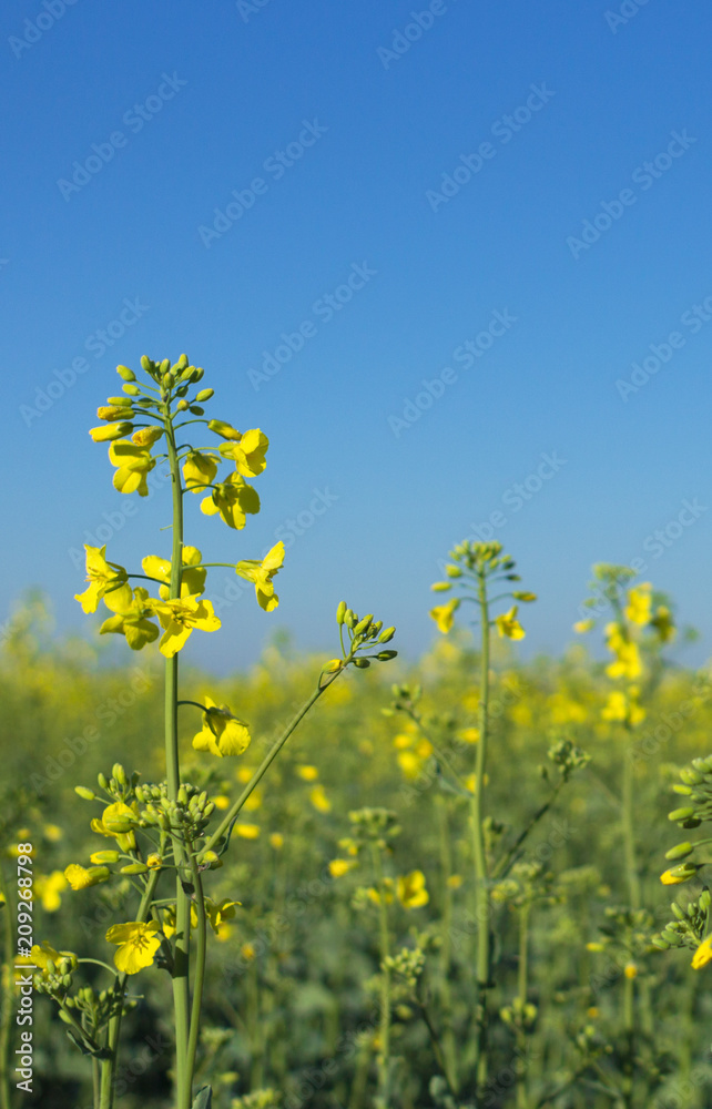 Background sky and field Background sky and field