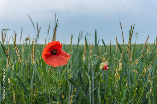 Fototapeta Naklejka Na Ścianę i Meble -  Mohn am Feldrand