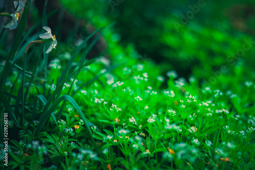 A lawn with forest flowers and grass