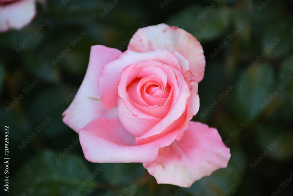 Pink beautiful flowers in summer Pink beautiful flowers in summer