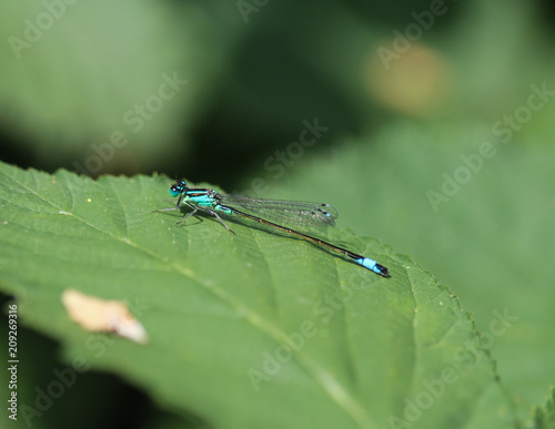 Blue tailed damselfly, Ischnura elegans, sitting on leaf