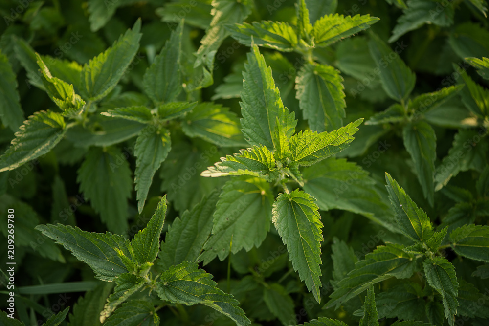Urtica dioica, often called common nettle or stinging nettle Urtica dioica, often called common nettle or stinging nettle