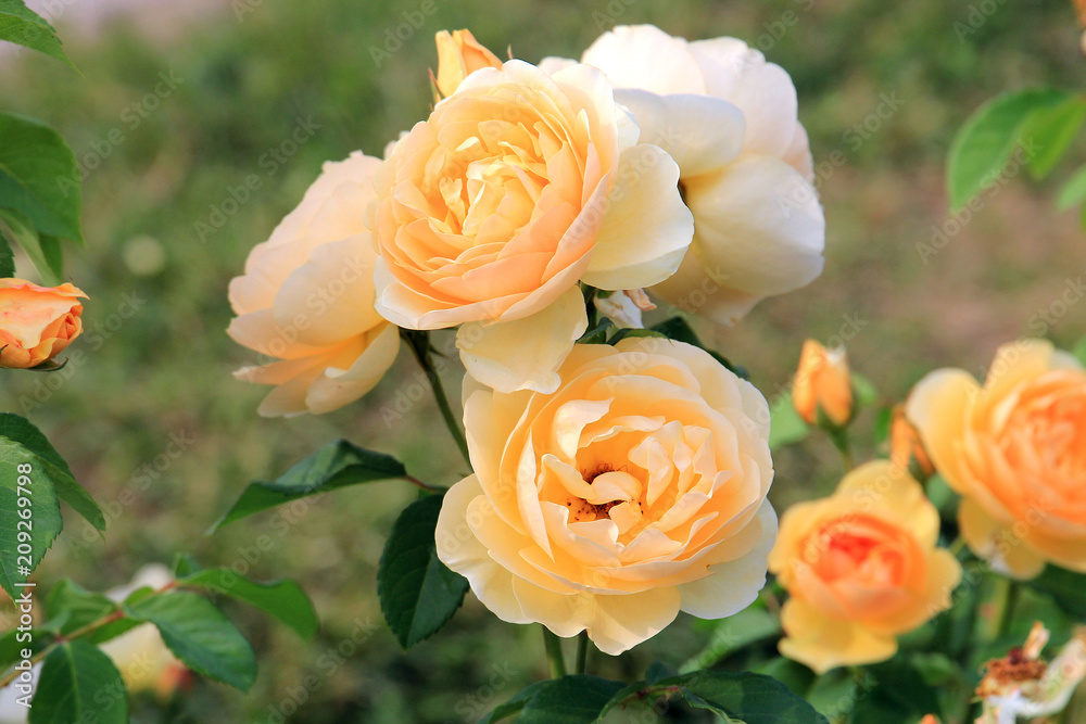 riot of beautiful flowers riot of beautiful flowers