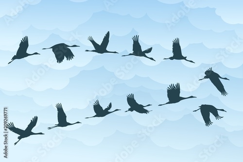 Foto Flight birds with clouds.