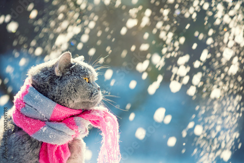 Fototapeta Naklejka Na Ścianę i Meble -  Portrait of the Blue British Shorthair cat, wearing knitted scarf. Cat sitting outdoors in the snow in winter during snowfall