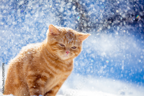 Portrait of a small ginger kitten walking in the snow in the winter in a blizzard