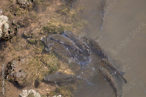 Fish aglomeration on a river photo